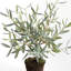 Mini-arbre olivier 26 po-1564674181