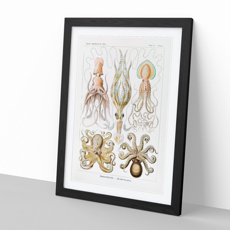 Octopus and Squid by Ernst Haeckel - Picture Frame Painting, 48cm H x 36cm W x 2cm D, Black Framed