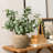 Terracotta 10" Round Vase with Natural Earth Tones