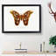 Attacus Atlas Moth by Charles d Orbigny - Framed Print-55456940-55456941