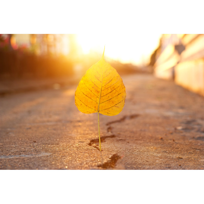 Leaf Stabbed Into Crack - Wrapped Canvas Print, 51cm H x 76cm W x 3.8cm D