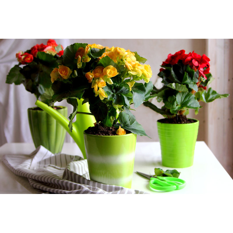 Begonia In Ceramic Pot - Wrapped Canvas Print, 20cm H x 30cm W