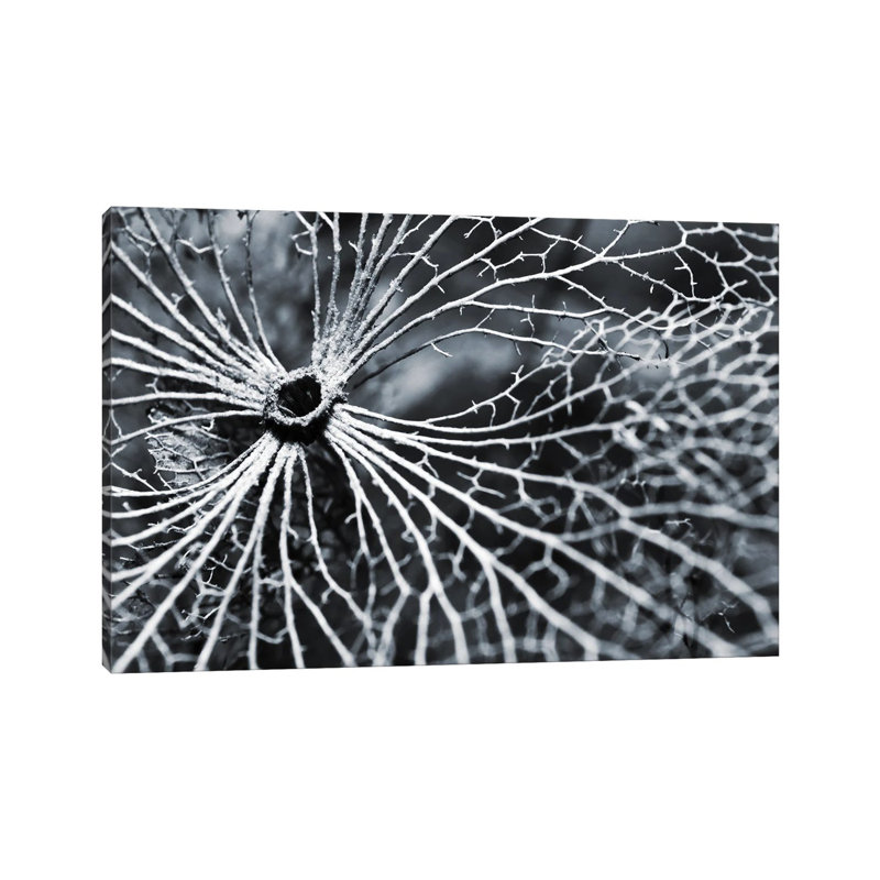 Winterspell by Design Fabrikken - Wrapped Canvas Gallery-Wrapped Canvas Giclée, 20.32 cm H x 30.48 cm W