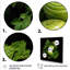 Fennel Herbs Fantasy 1 - Floral Herbs, art mural-872403636-872403637
