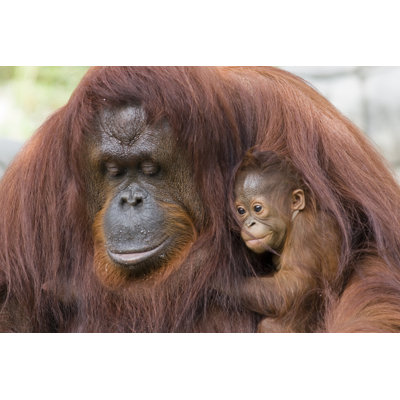 Orangutan And Baby - Wrapped Canvas Print