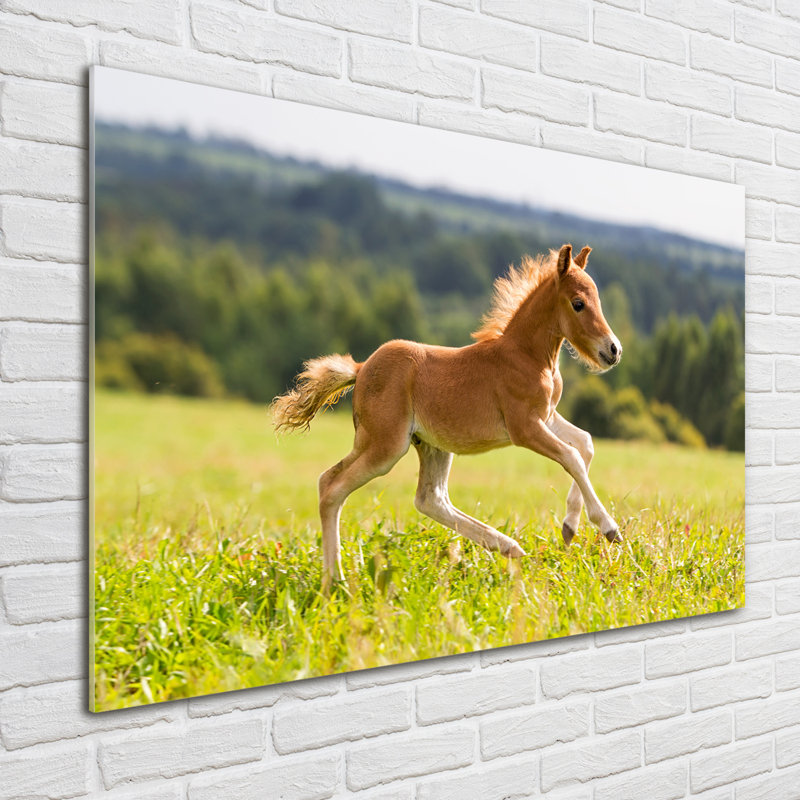 Foal in gallop 1 Piece Wall Art on Glass