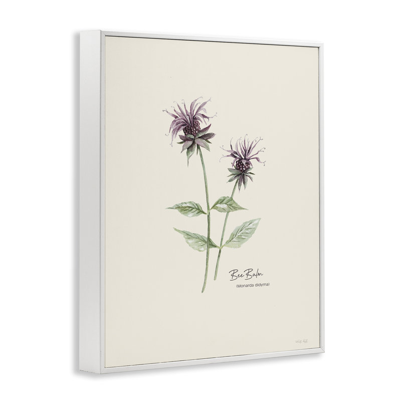 Bee Balm Herb Art par Cindy Jacobs bg-134, Estampe numérique encadrée blanc bord de mer, H 14 po x l 11 po