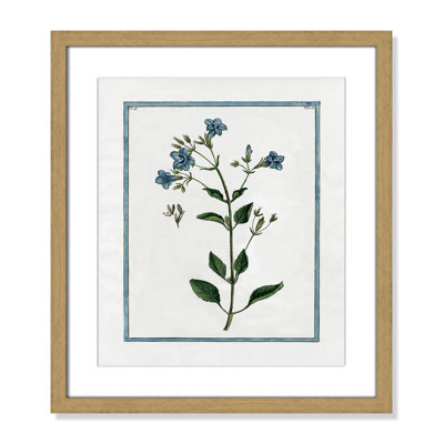 Colombe "Shabby Elegance Botanical II" Print