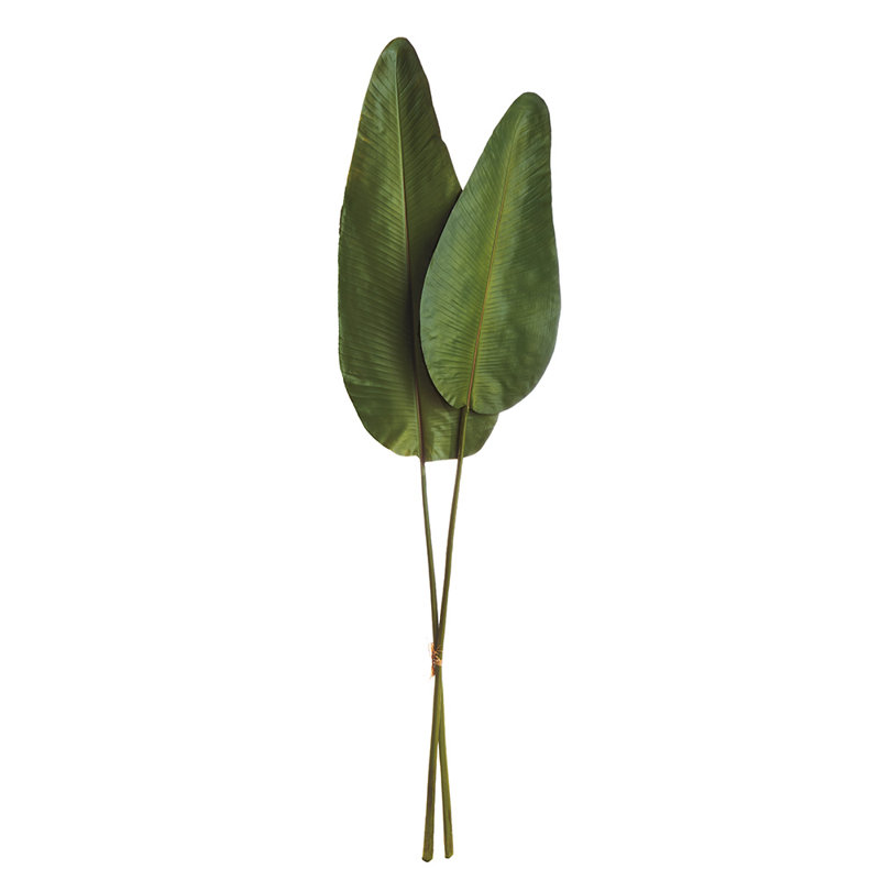 Tige de feuille de Cupp Strelitzia