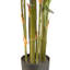 6 pi Bambou japonais en pot