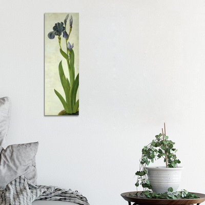 " An Iris "