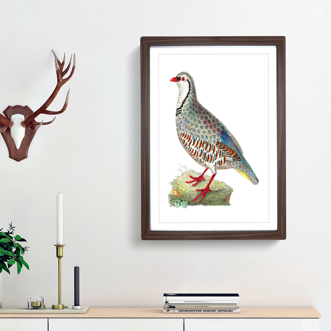 Red Partridge by George Shaw - Framed Print