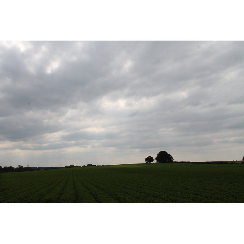 Norfolk Field by O01shorty10o - Wrapped Canvas Print, 30cm H x 46cm W