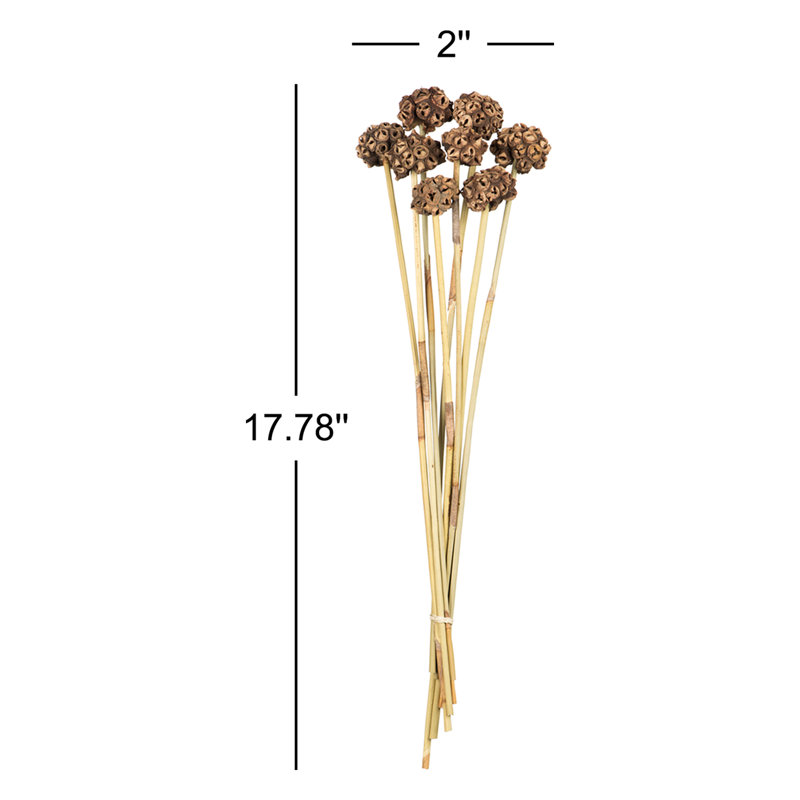 Vickerman 18-24" Natural Spider Knobs on Reed Stem, 9 stems, Dried