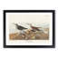 Red-Backed Sandpiper by John James Audubon - Picture Frame Painting Print-55598134-55598141