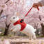 Ensemble de harnais et de lapin Rabbit-131214854