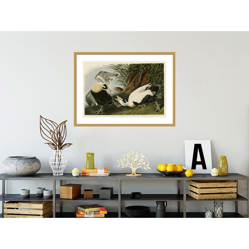 «Eider Duck» par John James Audubon, impression giclée sur cadre, H 30,41 po x l 41,5 po