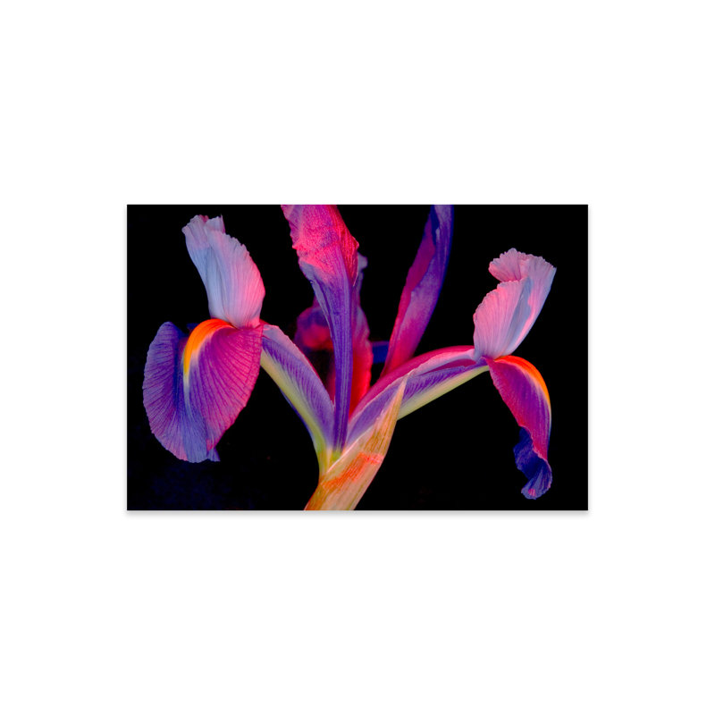 Impression vibrante d'iris sur verre acrylique