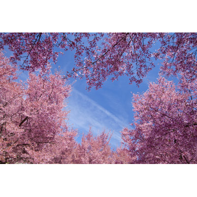 Cherry Blossom Trees by JaysonPhotography - Wrapped Canvas Print