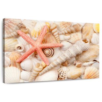Aletra Seashell Pile