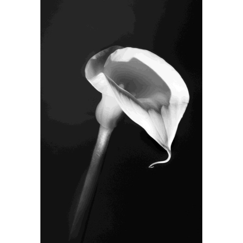 Lilly - Wrapped Canvas Painting, 18" H x 12" W  