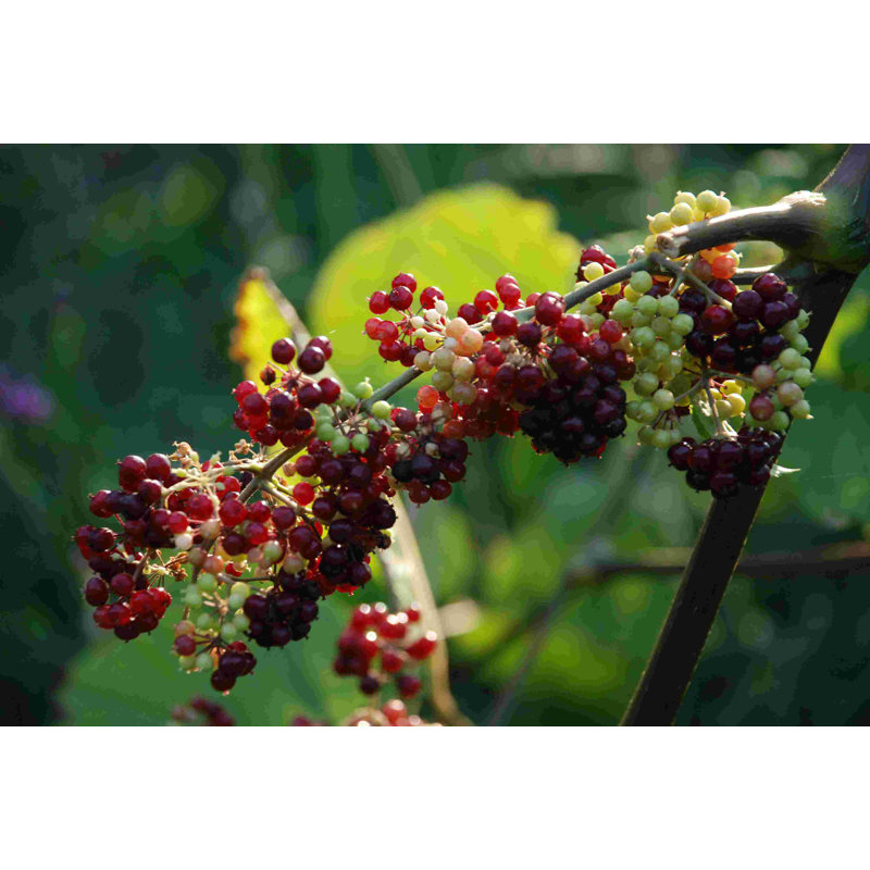 Raisins multicolores - photographie sur toile tendue, H 8 po x l 12 po