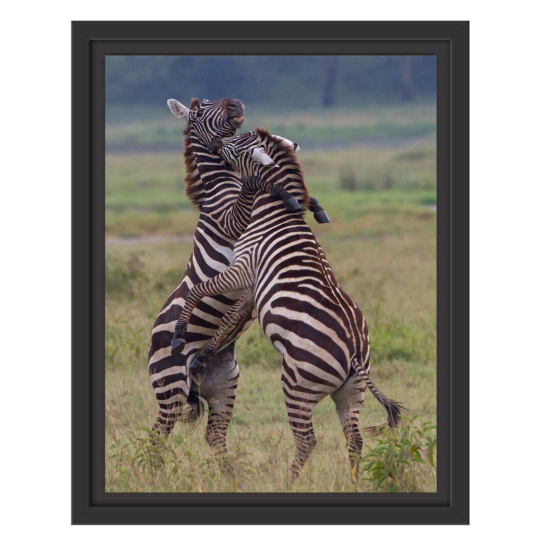 Gerahmtes Wandbild kämpfende Zebras