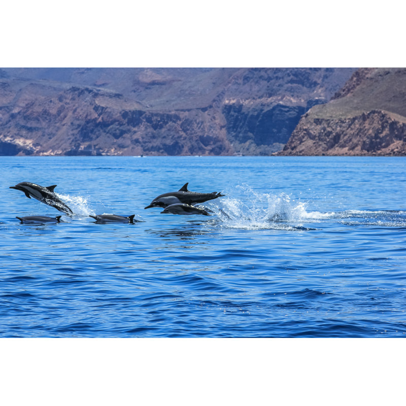 Dolphins Jumping Mexico by Bennymarty - Wrapped Canvas Print, 51cm H x 76cm W