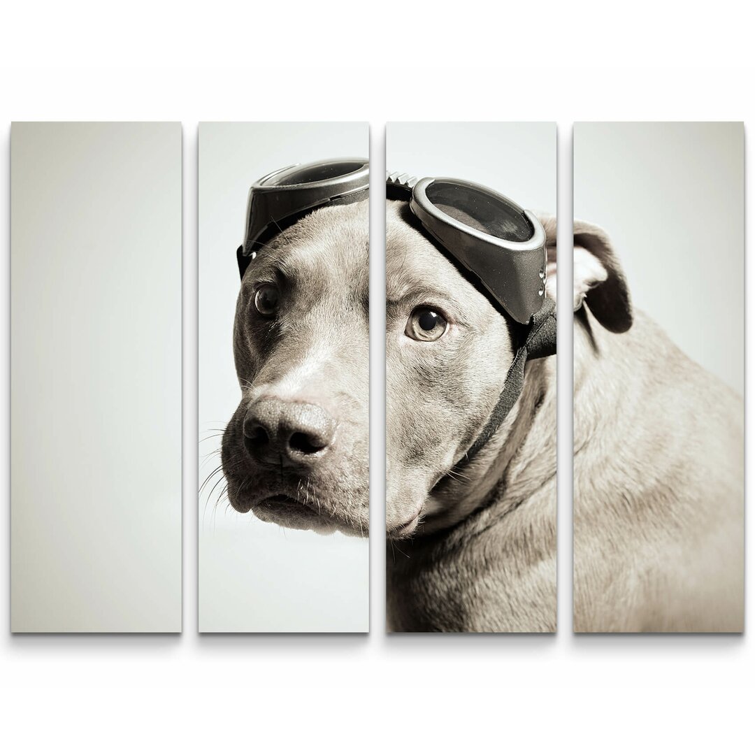 4-tlg. Leinwandbilder-Set Pitbull Portrait mit Pilotenbrille