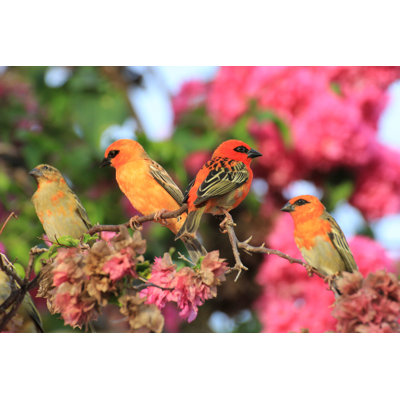 Cardinal Birds in Seychelles par Ncaimages - Photographie sur toile tendue