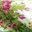 Majorelle Print 100% Cotton Fabric-1821464991