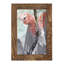 Tropic Parrot II encadré sur papier-1847621154-1847621179