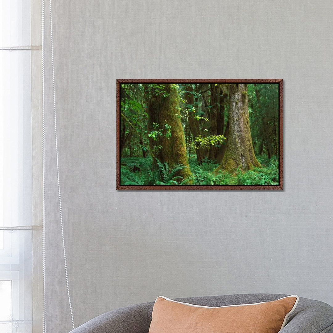 Moss-Covered Trees And Dense Undergrowth In The Hoh Temperate Rainforest, Olympic National Park von Tim Fitzharris - Gal...