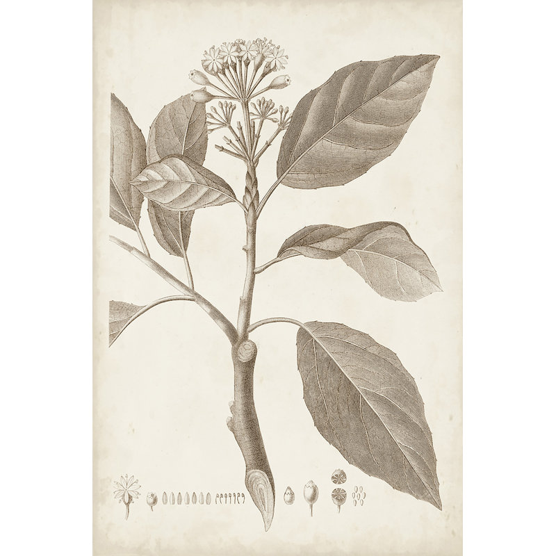 Antique Sepia Botanicals IX - Art Print, 30 cm H x 20 cm W, Wrapped Canvas