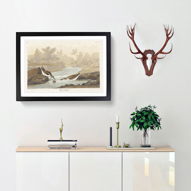 Little Sandpiper Birds by John Audubon - Framed Print, 36cm H x 48cm W x 2cm D, Black Framed