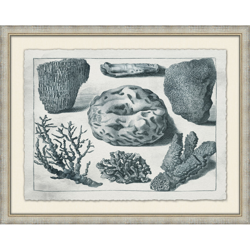 Aquatic Specimines 2 Print