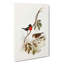 Norfolk Island Robin by Elizabeth Gould - Wrapped Canvas-55360312