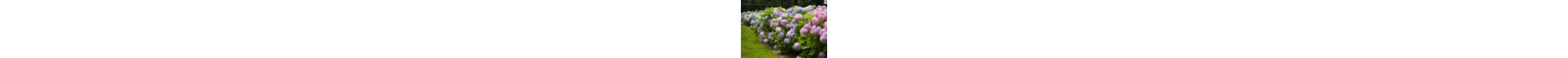 Hydrangea by Azndc - Wrapped Canvas Print-1509605666