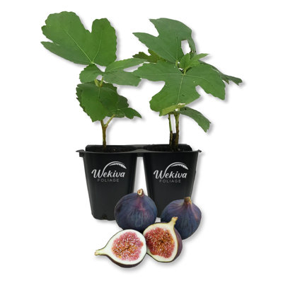 Magnolia Fig Tree - 2 Live Starter Plants in Grower's Liners - Ficus Carica - Edible Fruit Tree for the Patio and Garden