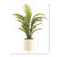 Fern Plant In Ceramic Vase