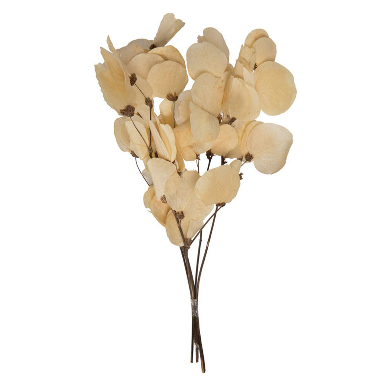 Vickerman 13,5 à 17 po, feuille de Moneta séchée sur rameau, conservée