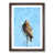 Walnut Framed