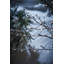 Lighted Trees & Branches