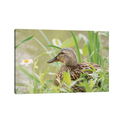 Daisy Duck 1 Piece Wrapped Canvas Wall Art