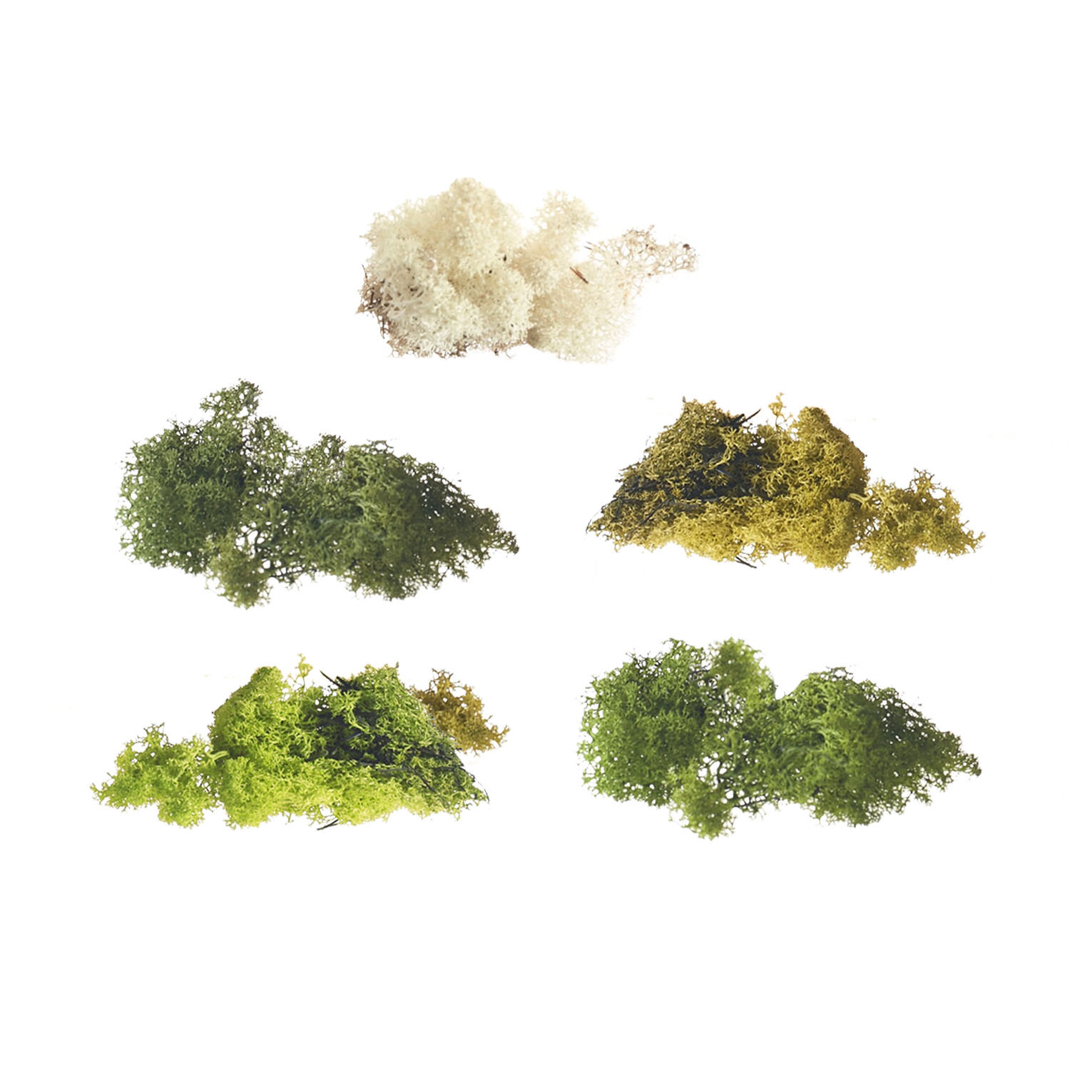 4" Preserved Moss Plant, White