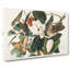 Black-Billed Cuckoo Birds by John James Audubon - Wrapped Canvas-55371300