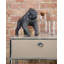 Animals Figurines & Sculptures-1395642138
