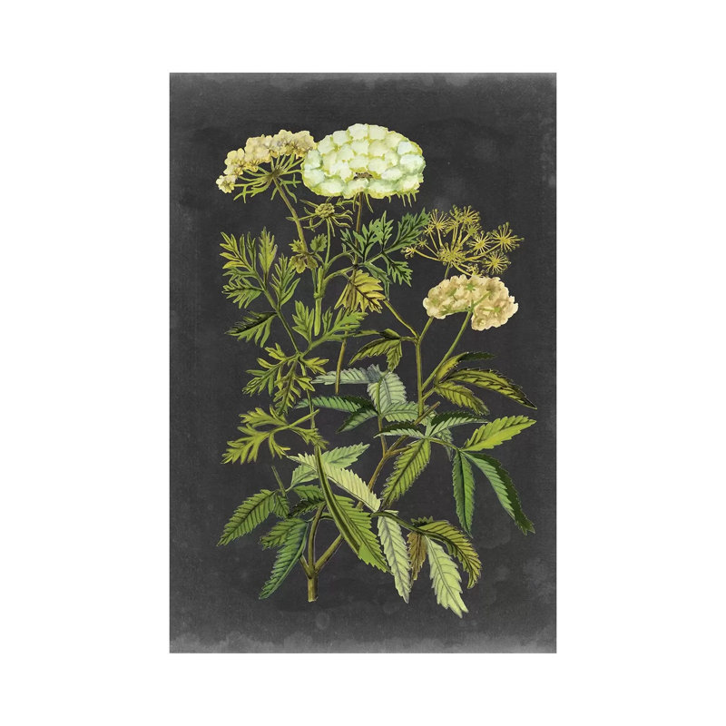 Bookplate Floral I by Naomi McCavitt - Wrapped Canvas Painting, 101.6 cm H x 66.04 cm W x 3.175 cm D