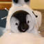 Christmas Penguin Decorative Accent