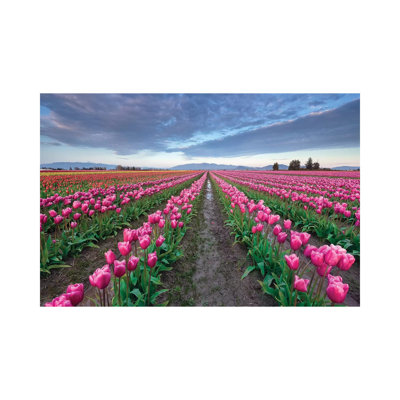 Skagit Bloom, Skagit Valley, Washington by Jim Nilsen - Wrapped Canvas Print